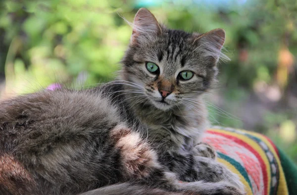 kedi.