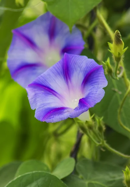 Fleurs de lilas . — Photo