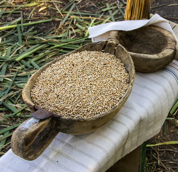 Wheat grain. — Stock Photo, Image