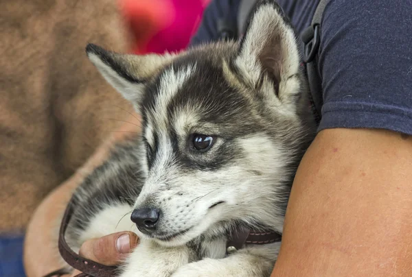 Hund och ägare. — Stockfoto