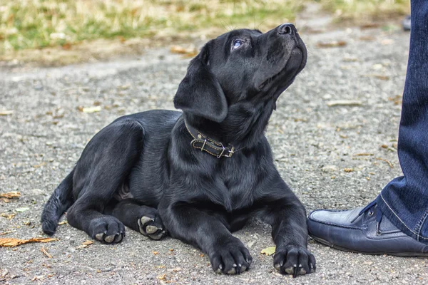 Correcto Labrador . —  Fotos de Stock