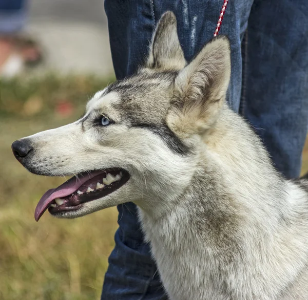 Sibirisk hysky. — Stockfoto