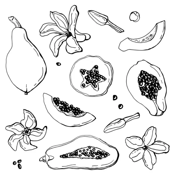 Set Lineal Papaya Fondo Blanco Aislado Ilustración Vectorial — Archivo Imágenes Vectoriales