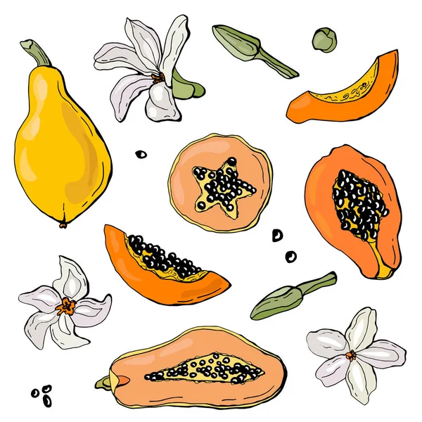 Papaya Fruit Set White Background Isolate Vector Illustration — Stock vektor