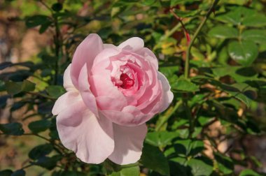 Çiçek bahçesindeki yeşil yaprakların arka planında güzel bir pembe gül.
