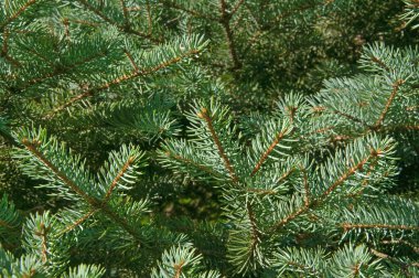 Ladin ağaçlarının arka planında renkli yeşil ladin dalları var.