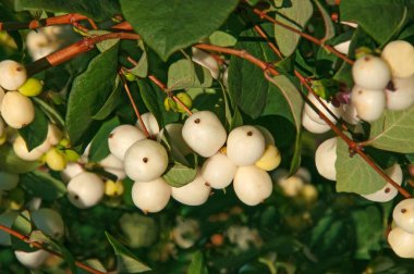 Kar çileğinin güzel parlak mor meyveleri (yeşil yapraklı bir çalılığın dallarına yakın plan senfonicrpos)