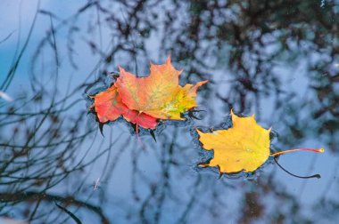 Renkli parlak sonbahar kırmızısı, sarı, turuncu akçaağaç yaprakları ağaç dallarının yansımasıyla dolu bir gölette.