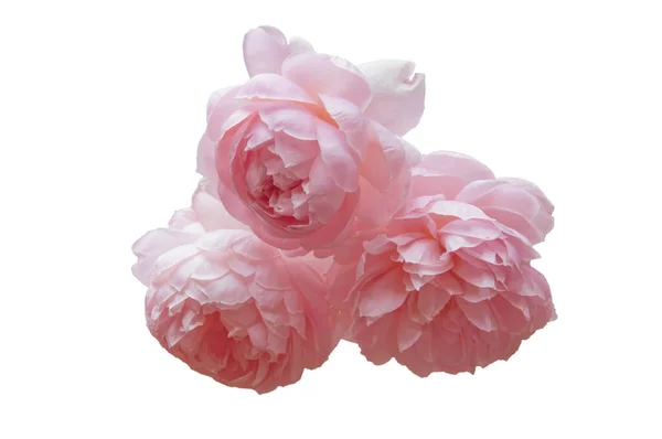 Tre Belle Rose Rosa Brillante Vicino Sfondo Bianco Isolato — Foto Stock
