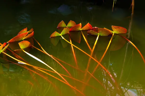 Outono Bonito Folhas Coloridas Brilhantes Lírios Água Close Uma Lagoa — Fotografia de Stock