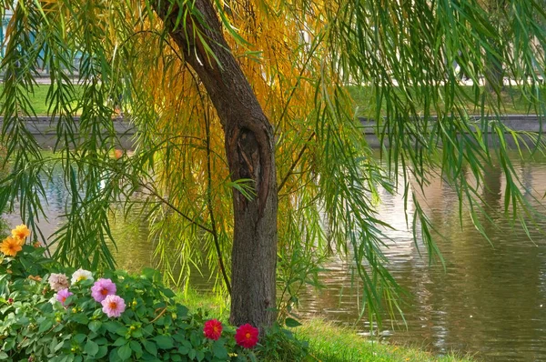 Salgueiro Com Folhas Amarelo Alaranjadas Outono Jardim Flores Com Dálias — Fotografia de Stock