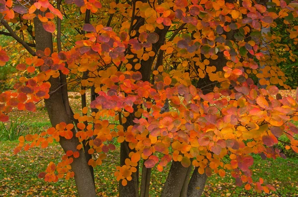 Træ Med Smukke Farverige Gule Orange Røde Efterårsblade Tæt Bypark - Stock-foto