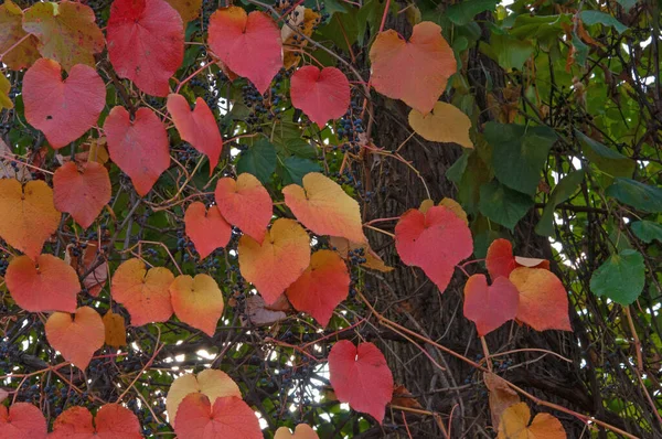 Böğürtlenli Süs Üzümü Dalları Parlak Kırmızı Turuncu Yeşil Sonbahar Yaprakları — Stok fotoğraf