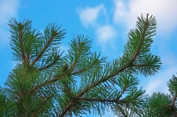 白い雲が閉じ青い空に対してカラフルな緑のトウヒの枝 — ストック写真