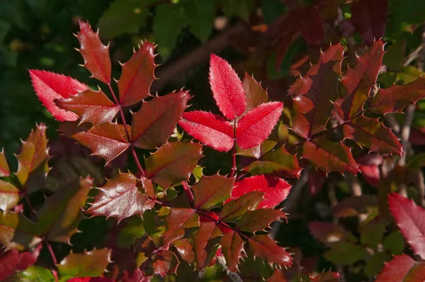 Colorido Outono Brilhante Vermelho Verde Marrom Folhas Com Espinhos Sol — Fotografia de Stock