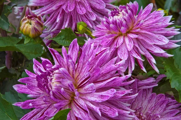 Hermosas Flores Dalia Manchadas Color Rosa Púrpura Con Brotes Cerca — Foto de Stock