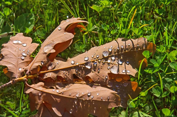 Una Hermosa Hoja Roble Marrón Otoño Cerca Con Gotas Agua — Foto de Stock