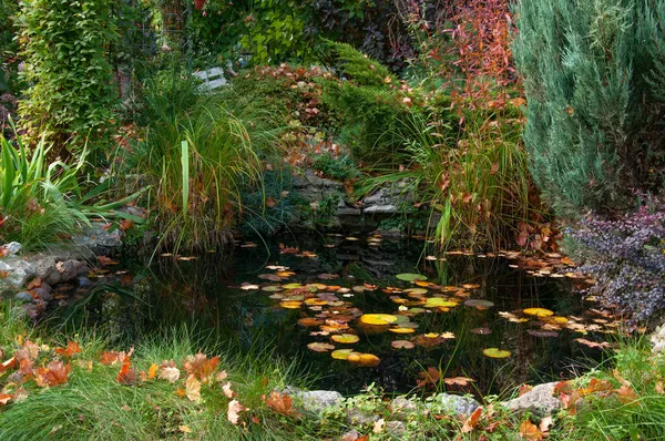 Kleine Vijver Tuin Met Gele Herfstbladeren Van Waterlelies Bomen Diverse — Stockfoto