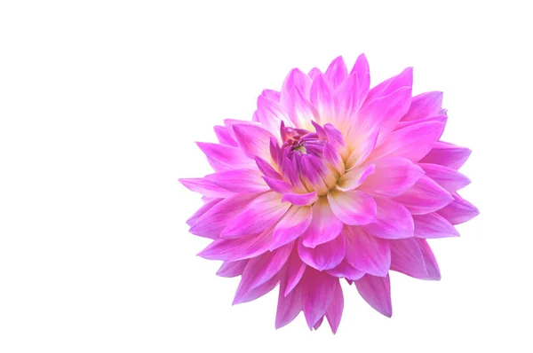 Una Hermosa Flor Rosa Dalia Cerca Sobre Fondo Blanco Aislado — Foto de Stock