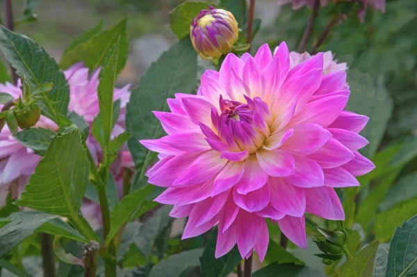 Une Belle Fleur Dahlia Rose Avec Des Bourgeons Gros Plan — Photo