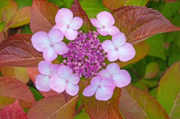 Hermosas Flores Hortensias Color Rosa Brillante Cerca Sobre Fondo Hojas — Foto de Stock