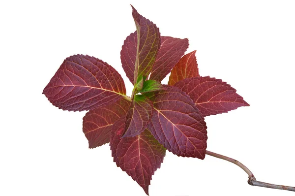 Krásné Světlé Barevné Podzimní Listy Hortenzie Zblízka Bílém Izolovaném Pozadí — Stock fotografie