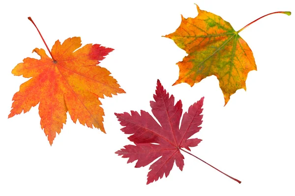 Güzel, parlak, mor kar çileği senfonisi, yeşil yaprakların arka planına yakın çekim.