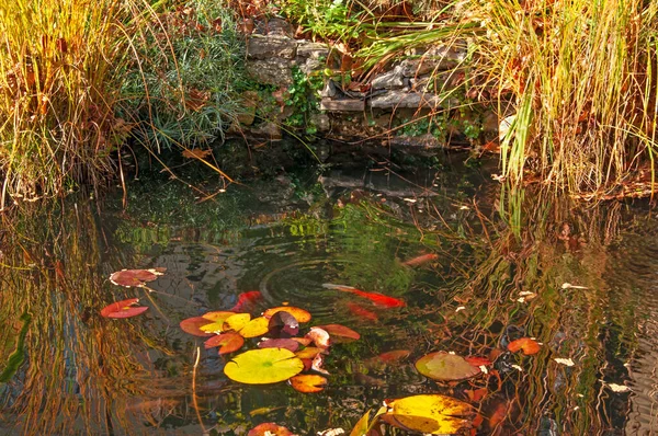Schöner Teich Mit Herbstgelben Gräsern Und Seerosen Und Roten Fischen — Stockfoto
