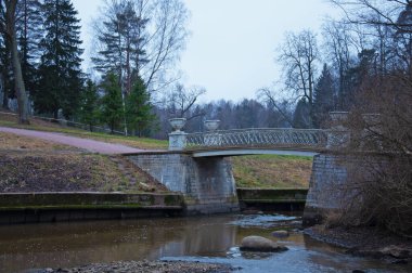 Çalı dalları üzerinde kar çileği senfonisinin güzel beyaz meyveleri. Sarı eski sonbahar yaprakları yakın.
