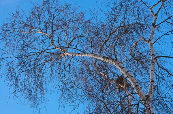 Güneşli bir günde mavi gökyüzüne karşı karga yuvası olan huş dalları