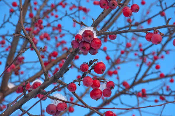Süslü Bir Elma Ağacının Dalları Parlak Kırmızı Küçük Elmalarla Beyaz — Stok fotoğraf