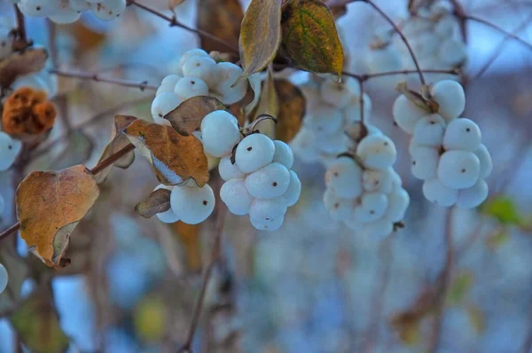 Gyönyörű Fehér Gyümölcsök Snowberry Symphoricrpos Bokor Ágak Sárga Régi Őszi — Stock Fotó