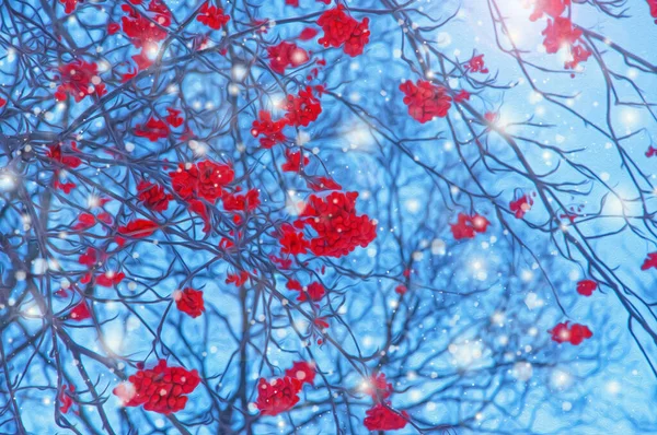 青空を背景に赤い果実と雪の結晶を持つローワンのスタイルの冬の枝 — ストック写真