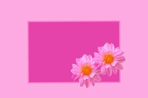 Két Gyönyörű Fényes Rózsaszín Sárga Dáliák Egy Rózsaszín Orgona Háttér — Stock Fotó