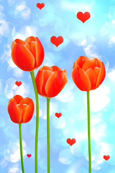 Beautiful Festive Background Bouquet Red Yellow Bright Tulips Red Hearts — стоковое фото