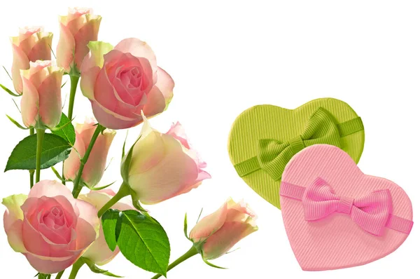 Beautiful Pink Roses Buds Gift Boxes Bow White Background Close — стоковое фото