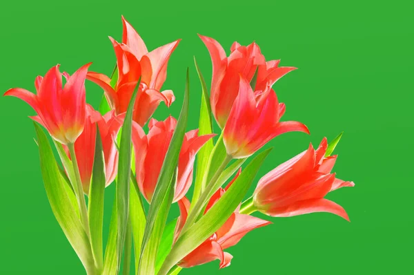 Beautiful Bouquet Bright Red Tulips Green Leaves Green Background Close — Stock Photo, Image