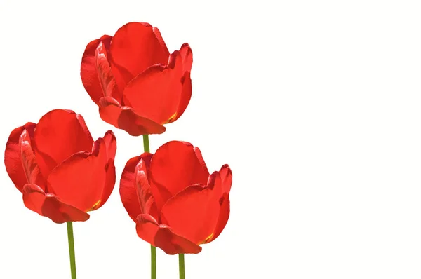 Three Beautiful Red Bright Tulips White Isolated Background Close — Stockfoto