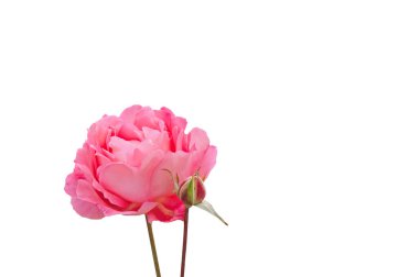Pembe, parlak, güzel, renkli bir gül ve beyaz, izole bir arka planda bir tomurcuk.