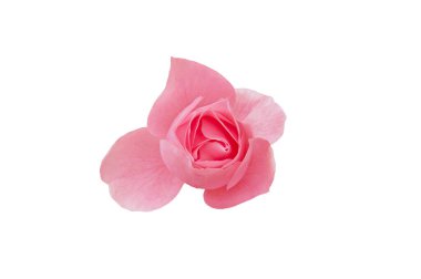 Pembe, parlak, güzel, renkli bir üst görünüm beyaz, izole bir arkaplanda.