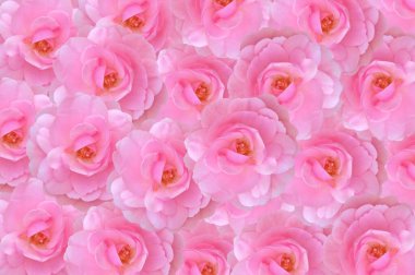 Çiçeksel renkli parlak arka plan Küçük parlak güzel pembe güller