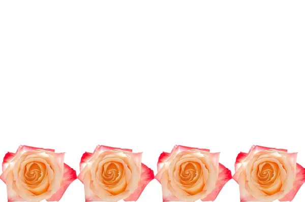 Rahmen Von Vier Leuchtend Schönen Rosa Roten Gelben Rosen Auf — Stockfoto