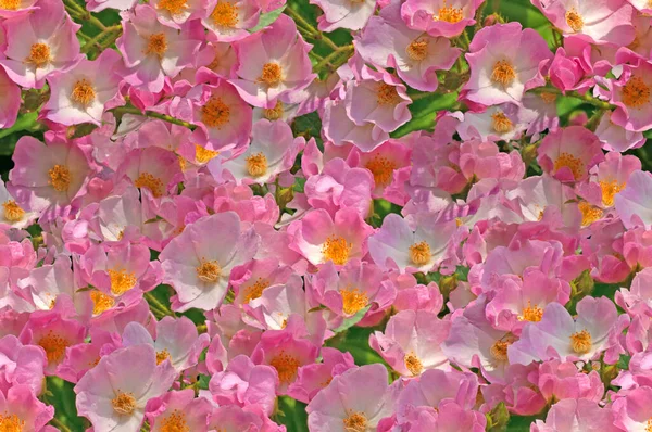 Цветочная Весна Красочный Яркий Фон Маленьких Ярких Белых Кустов Розы — стоковое фото