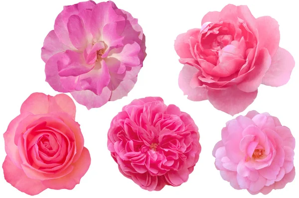 Cinque Belle Rose Colorate Luminose Primo Piano Uno Sfondo Bianco — Foto Stock