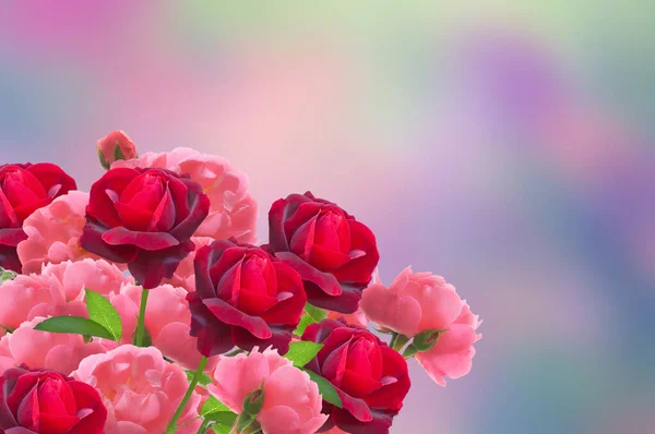 Jasně Krásné Červené Růžové Růže Zelenými Listy Abstraktním Barevném Pozadí — Stock fotografie
