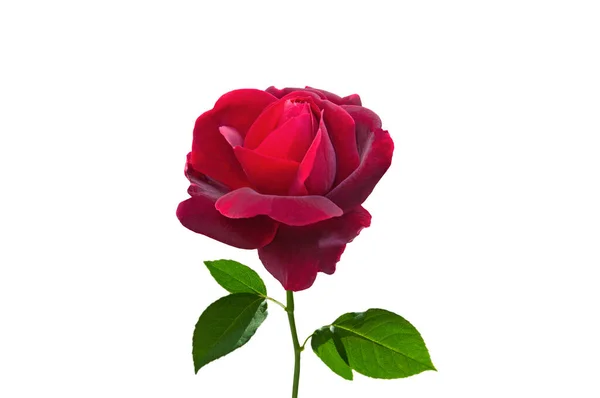 Rosso Brillante Bella Rosa Colorata Con Foglie Verdi Primo Piano — Foto Stock