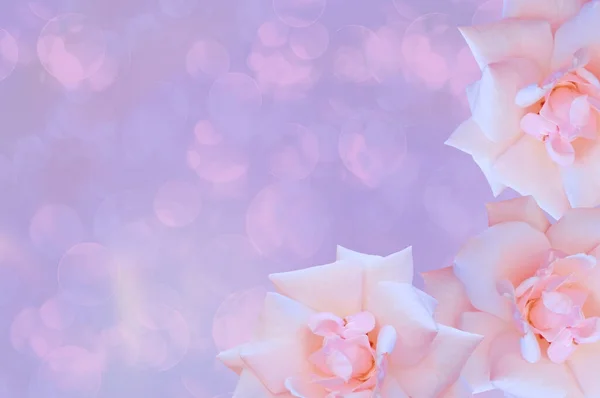 Tři Jasně Krásné Bílé Růžové Růže Zblízka Abstraktní Barevné Růžové — Stock fotografie