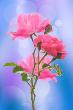 Tomurcukları ve yeşil yaprakları olan üç güzel pembe gül buketi soyut bir arka planda Bokeh ile