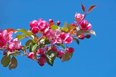 Güneşli bir günde mavi gökyüzüne karşı güzel pembe çiçekleri olan kiraz ağacı dalı