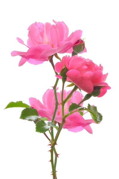 Buquê Três Rosas Rosa Bonitas Brilhantes Com Botões Folhas Verdes — Fotografia de Stock